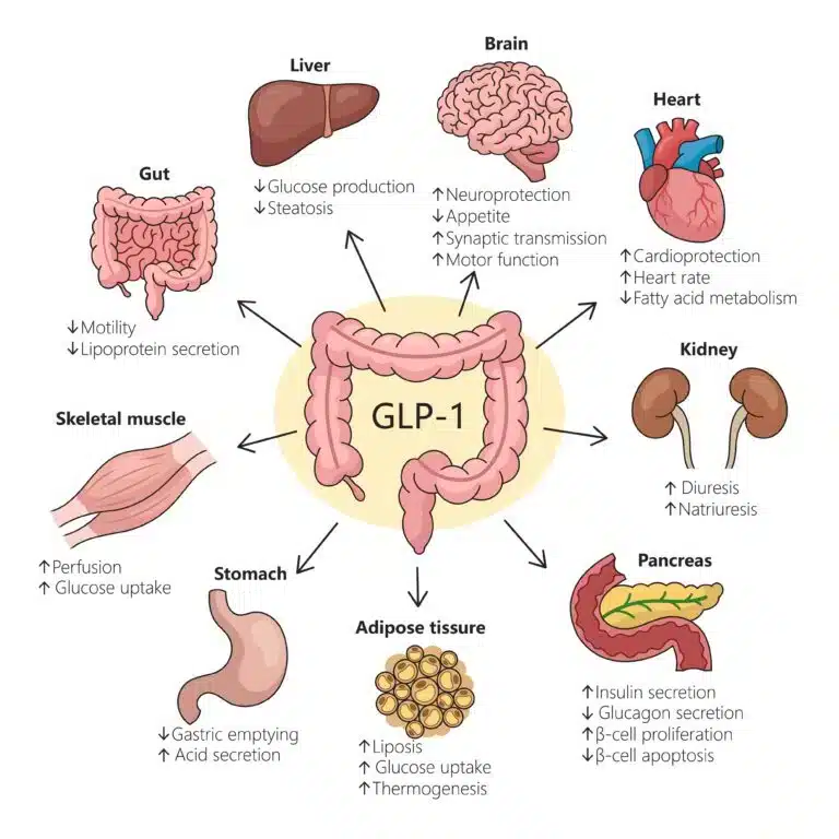 glp-1 mechanism